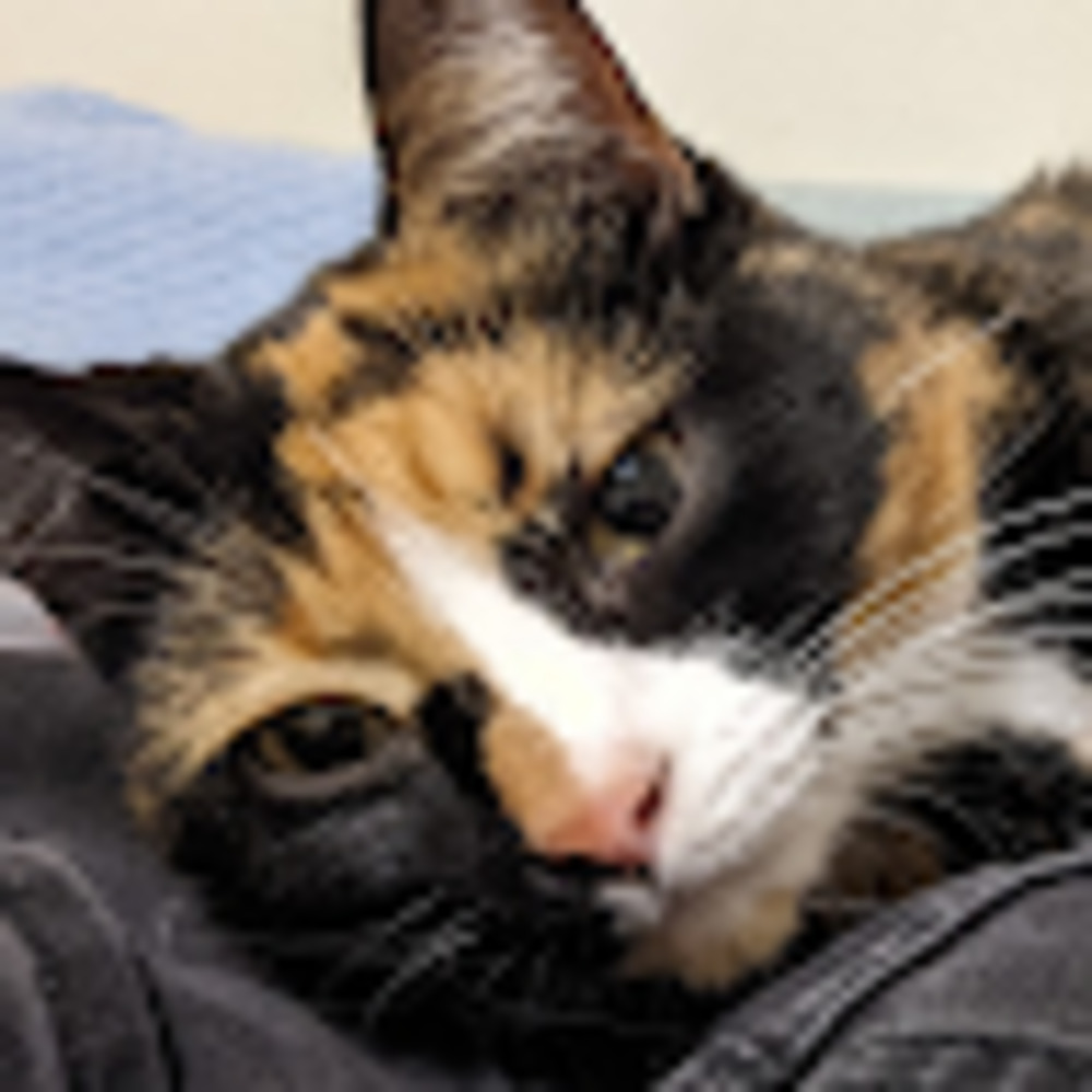 Meet your Posher, Callie